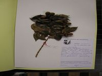 Herbarium sample